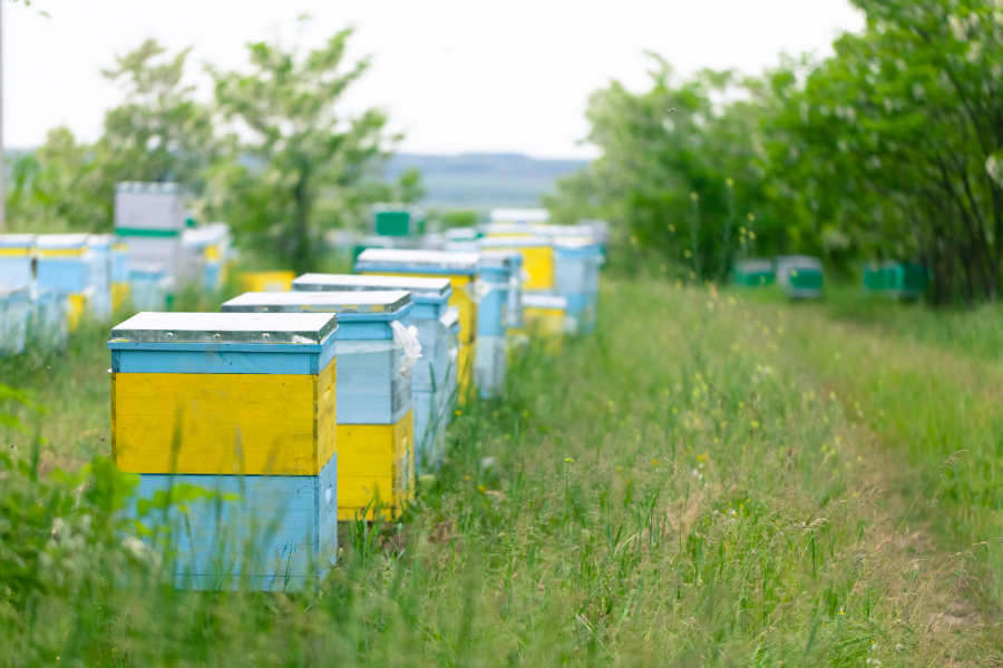 Row of colorful beehives in a field with trees in the background