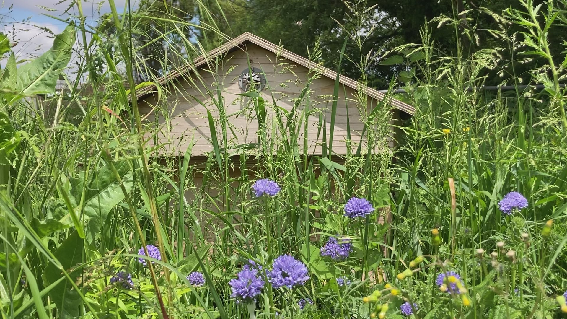 Load video: Bumble bees and honeybees buzzing around wildflowers in front of a long hive
