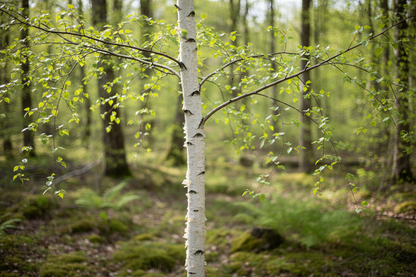 young birch tree